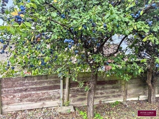 tree_1788537823739.jpg